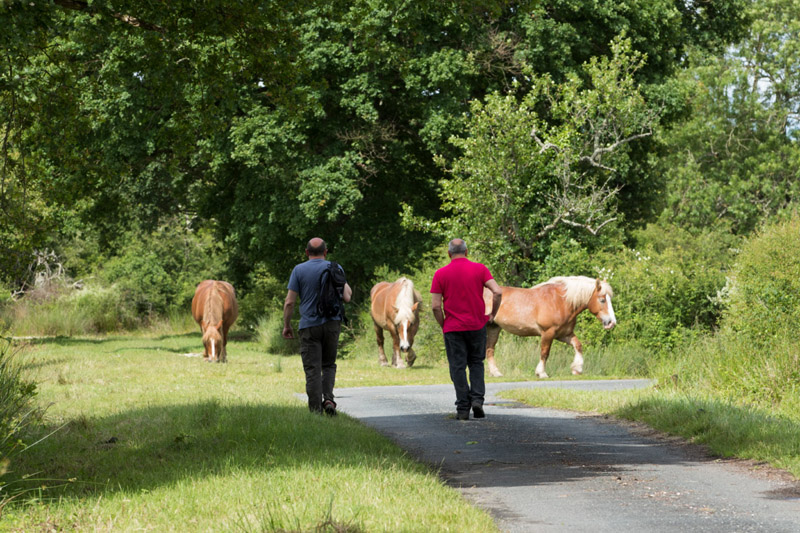 Balade à pied n°40 - Histoire de Brenne, Méobecq - photo 6
