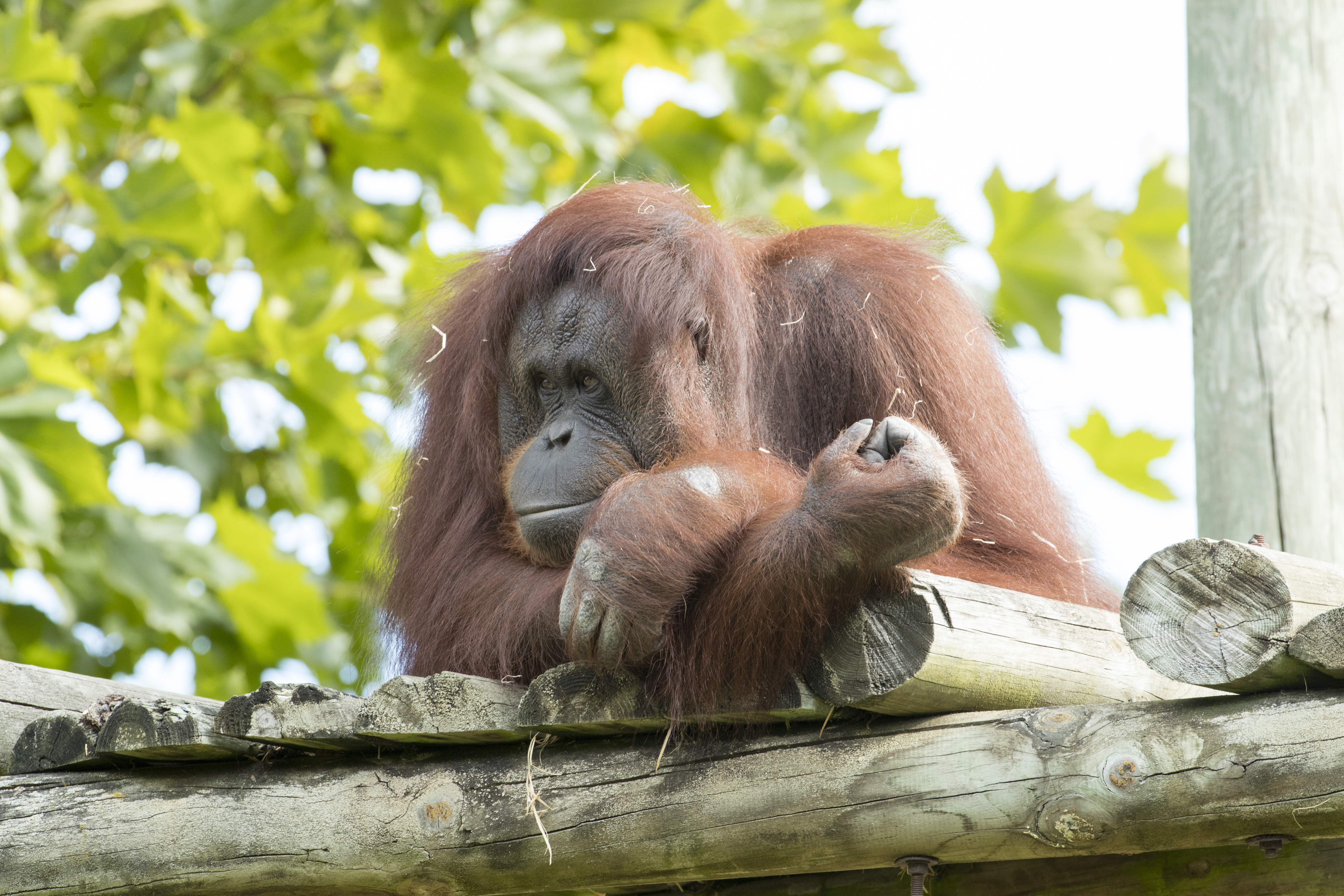 ZooParc de Beauval, Saint-Aignan - photo 10