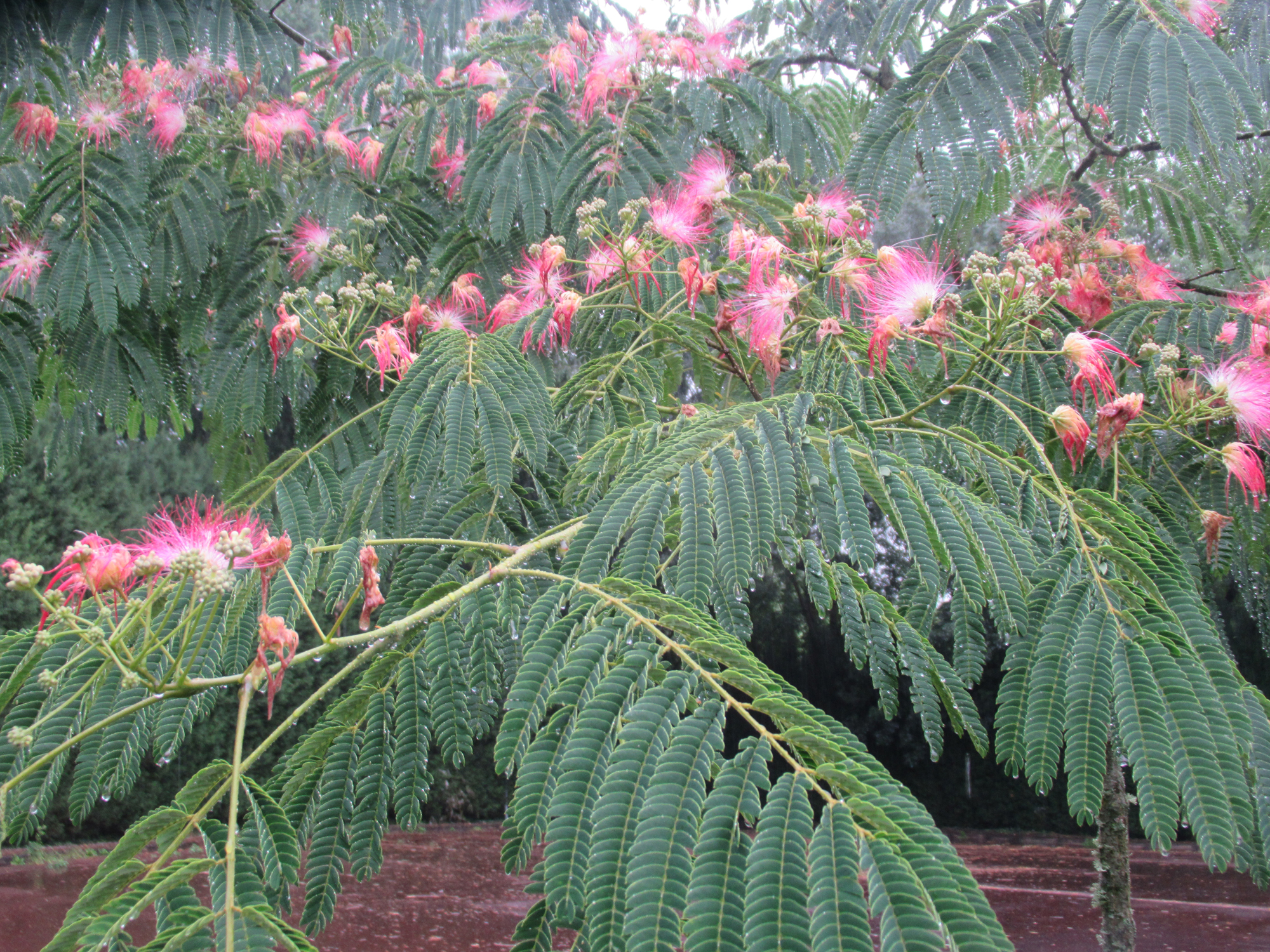 Arboretum de la Brune, Mehun-sur-Yèvre - photo 5