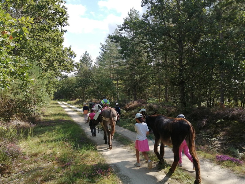 Bonnet d'âne et cerf-volant - photo 5