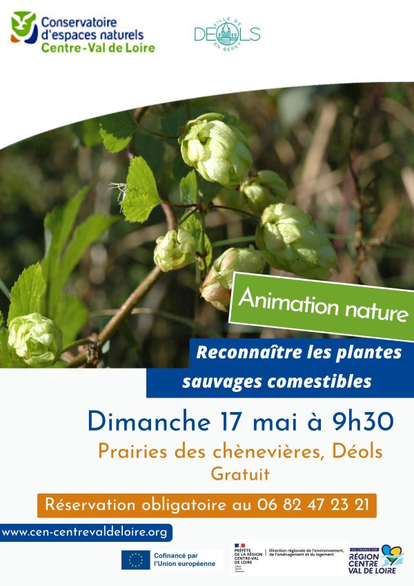 Reconnaître les plantes sauvages comestibles