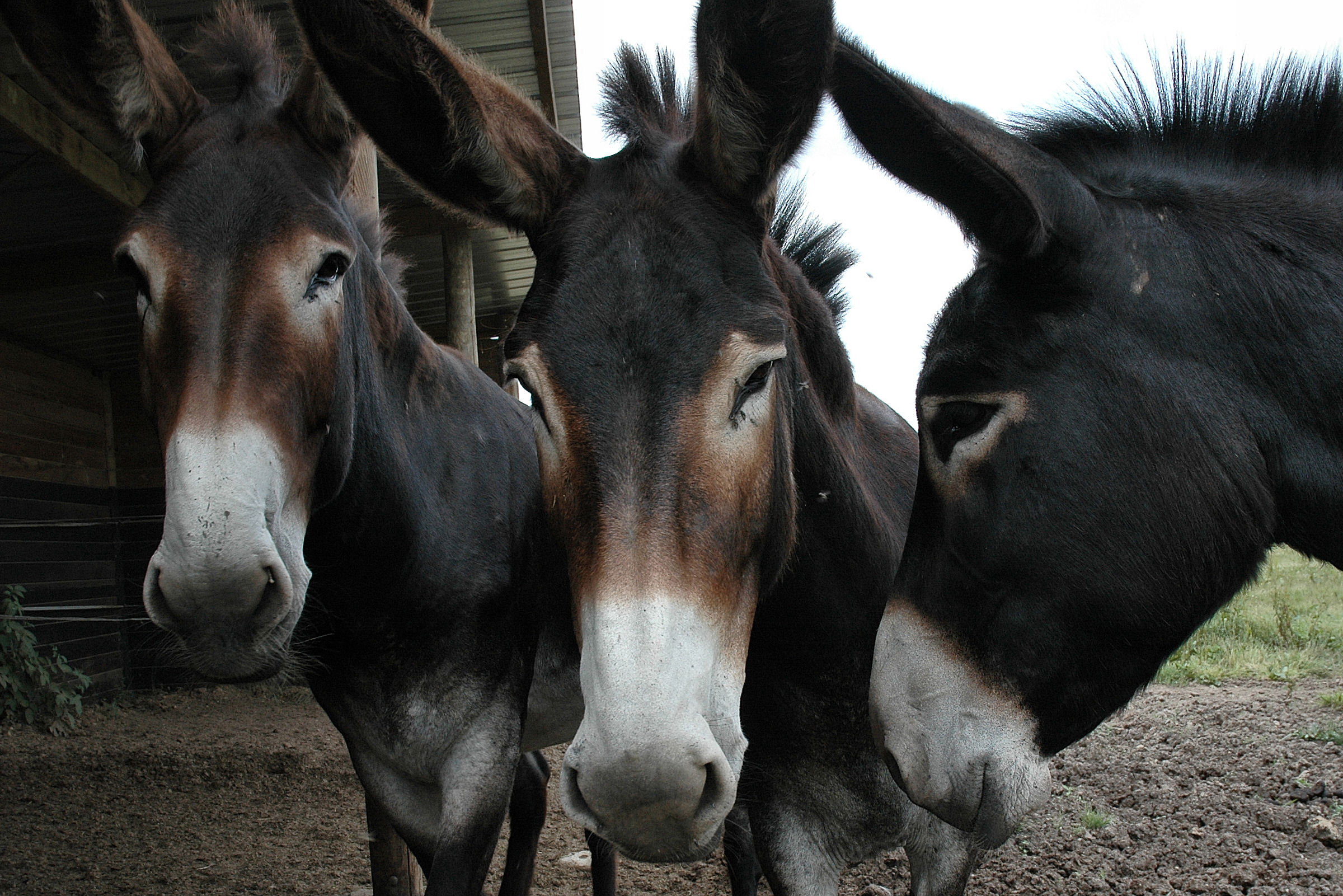 Championnat national de la race d'Âne Grand Noir du Berry