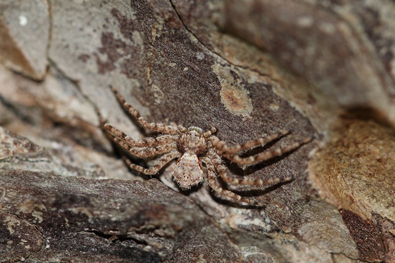Araignées - photo 2