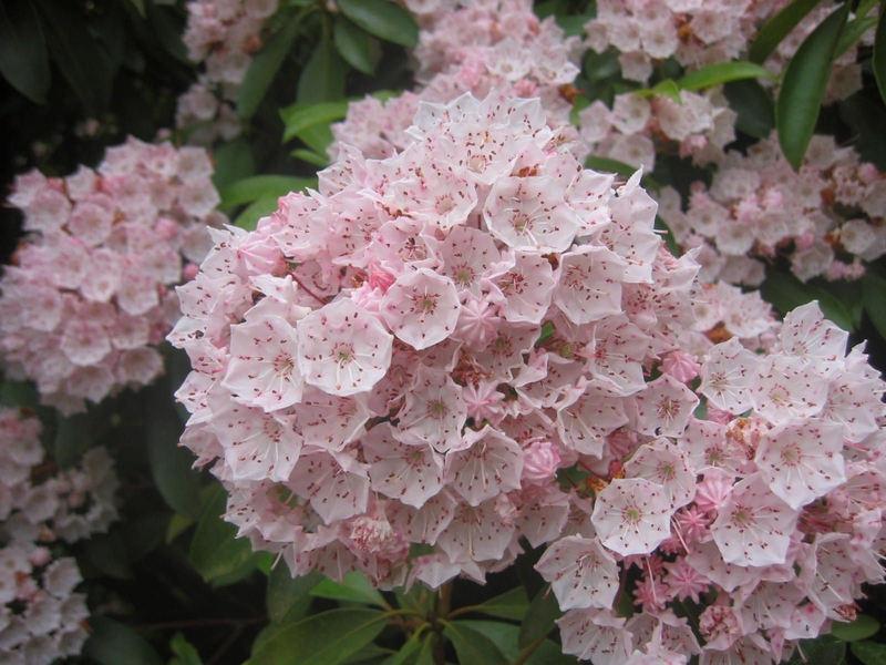 Arboretum National des Barres, Nogent-sur-Vernisson - photo 7