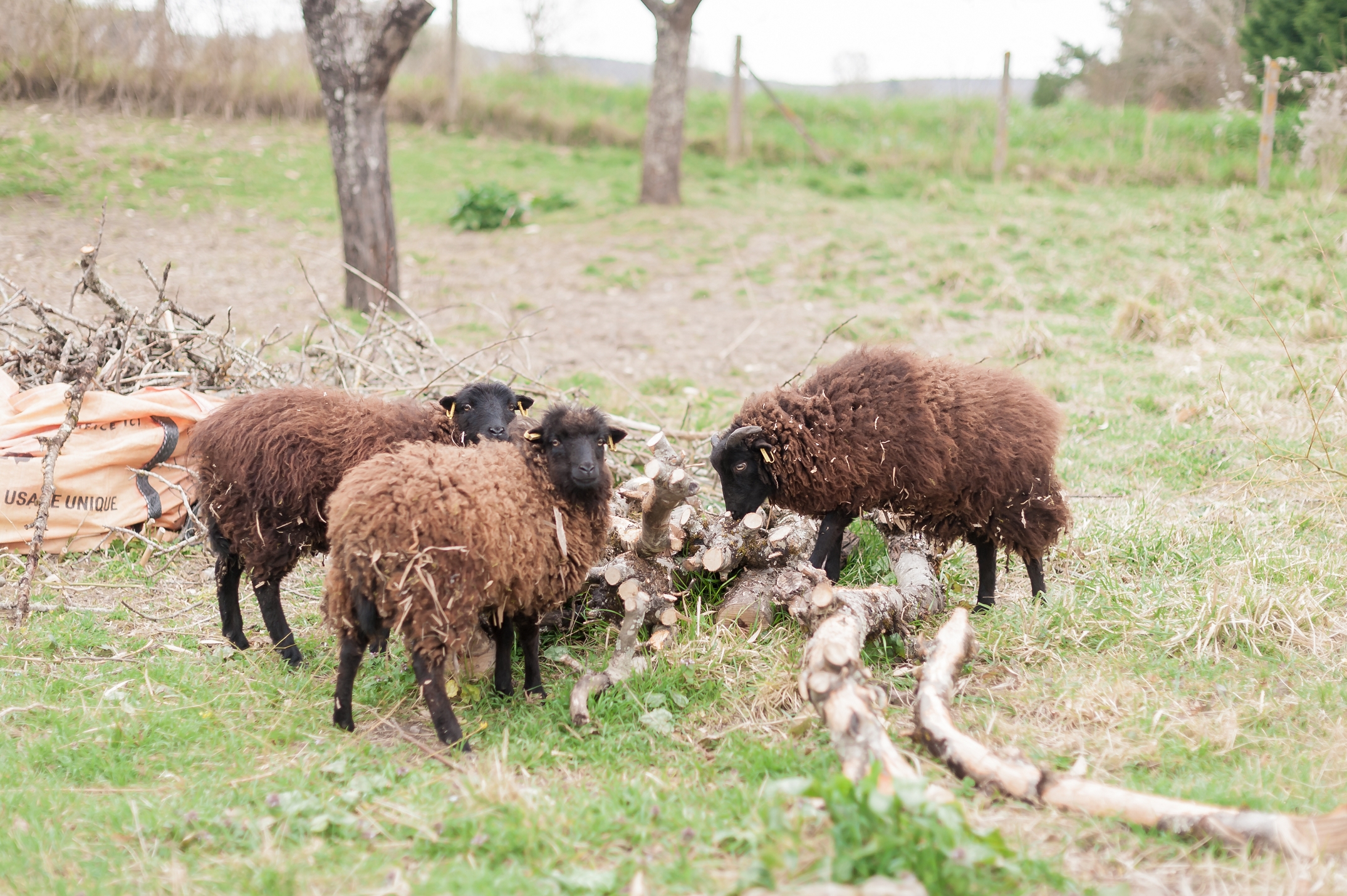Le Logis Royal, Noyers-sur-Cher - photo 4
