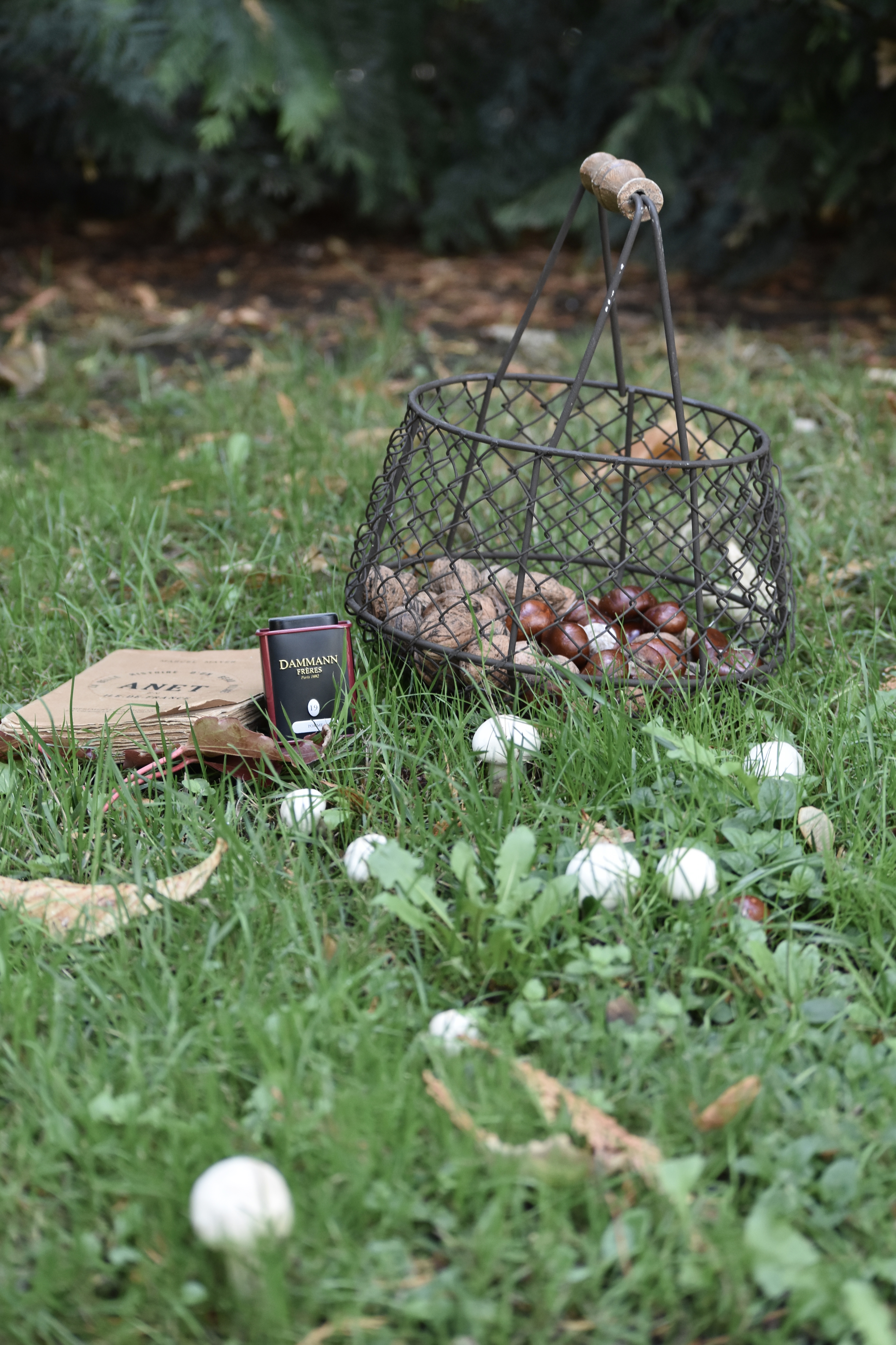 Forêt domaniale de Dreux, Abondant - photo 7