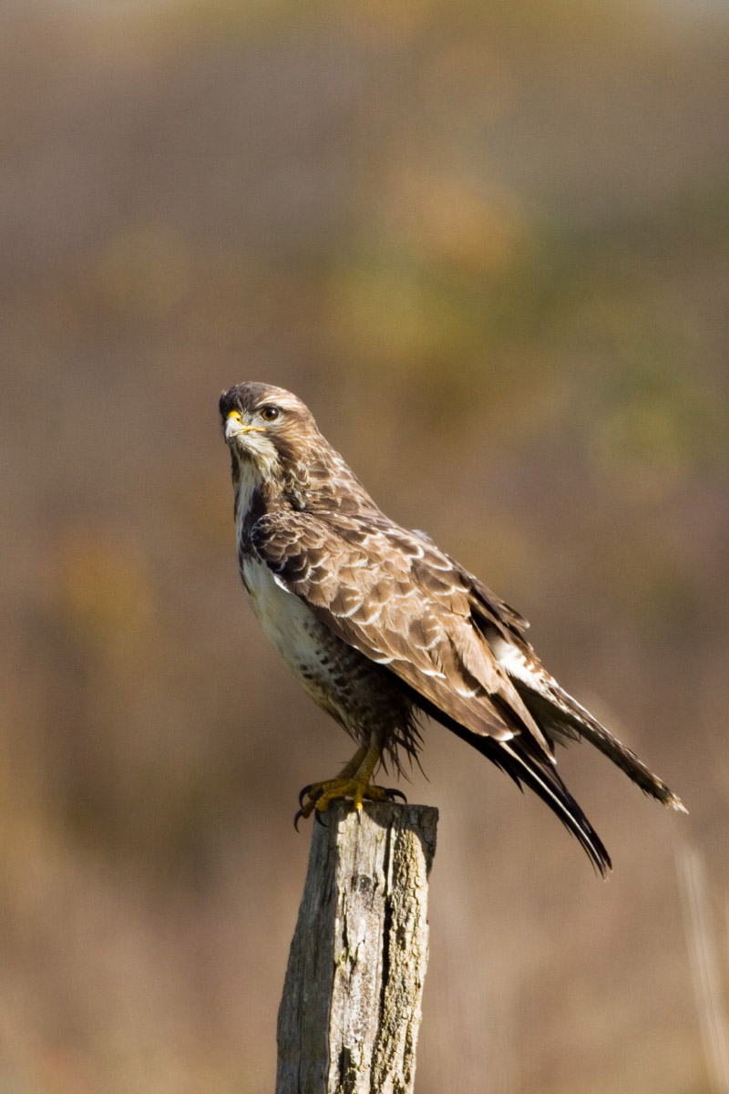 Balade à pied n°16 - Loup y es-tu ?, Luzeret - photo 5