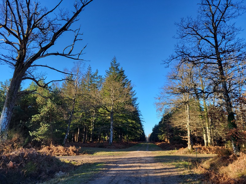 Entre Thifontaine et l'Étang d'Orléans A12