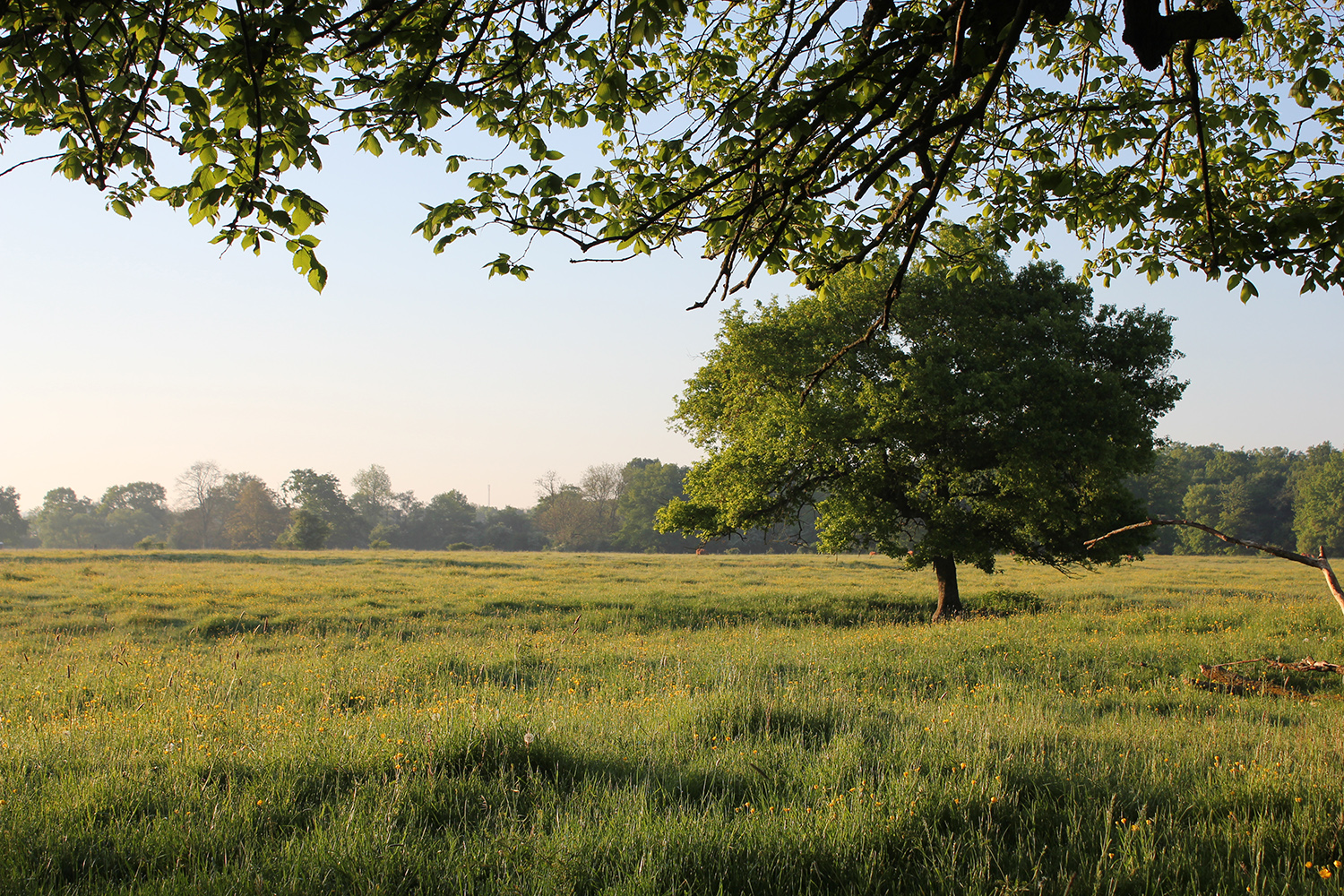 L’Espace Naturel Sensible : « Bocage de Noirlac », Bruère-Allichamps - photo 2