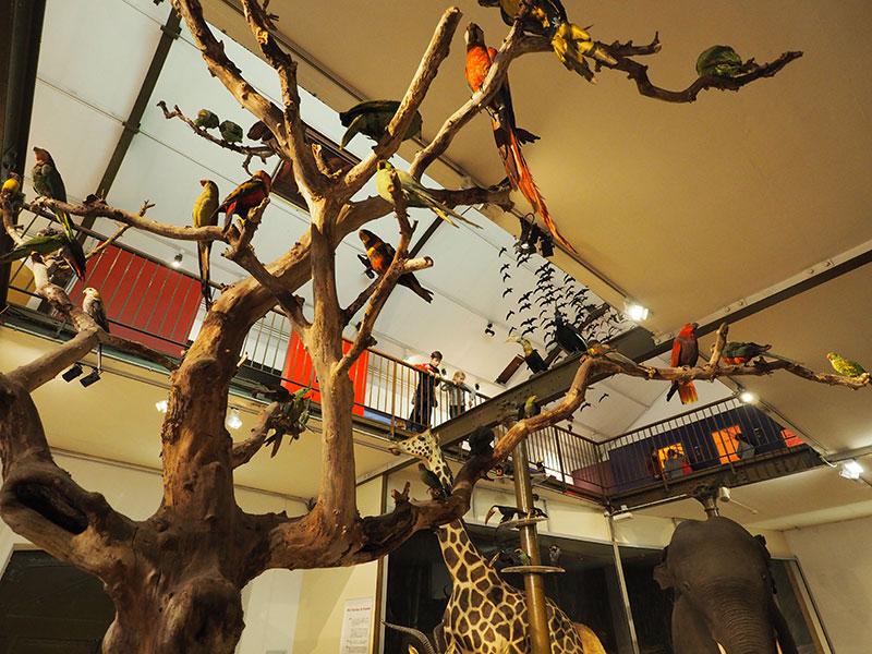 Muséum d'Histoire Naturelle, Bourges - photo 3