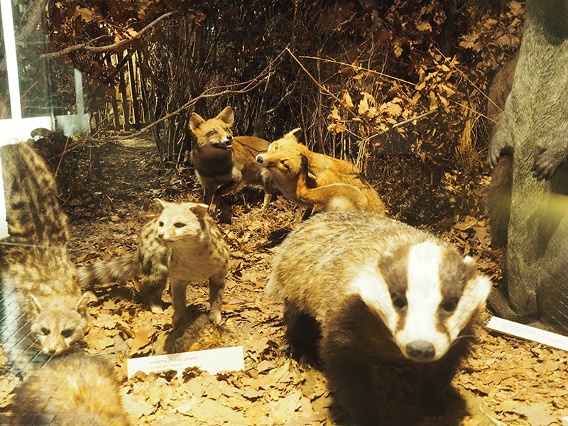 Muséum d'Histoire Naturelle, Bourges - photo 2