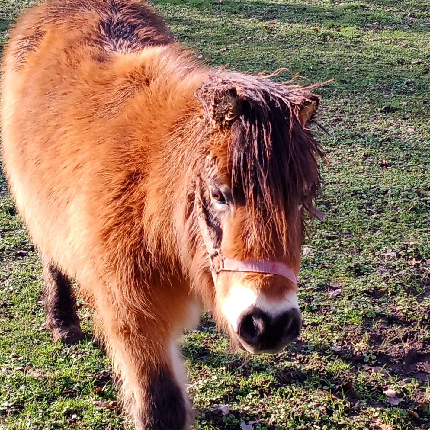Au repos des elfes - Le grand Chevreuil au nez vert, Braye-sous-Faye - photo 3