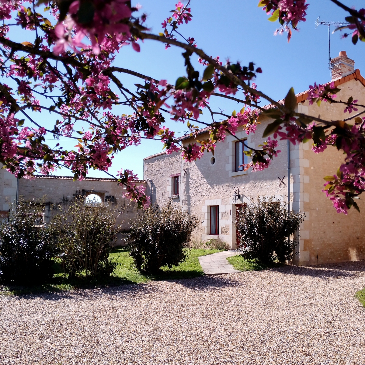 Au repos des elfes - Le grand Chevreuil au nez vert