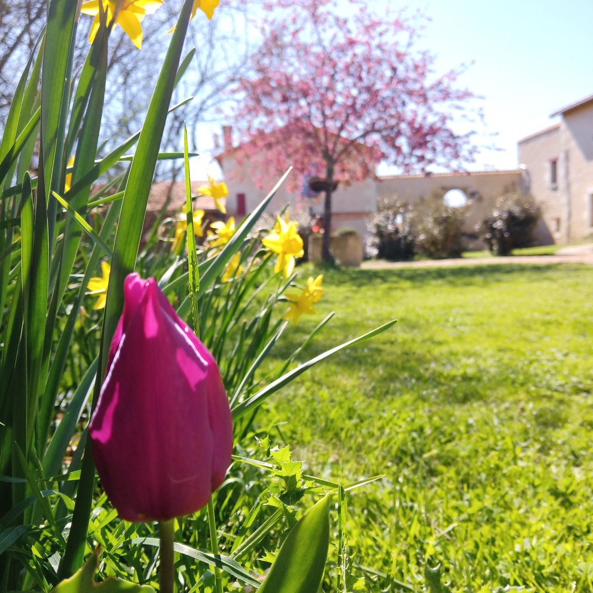 Au repos des elfes - Le grand Chevreuil au nez vert, Braye-sous-Faye - photo 2