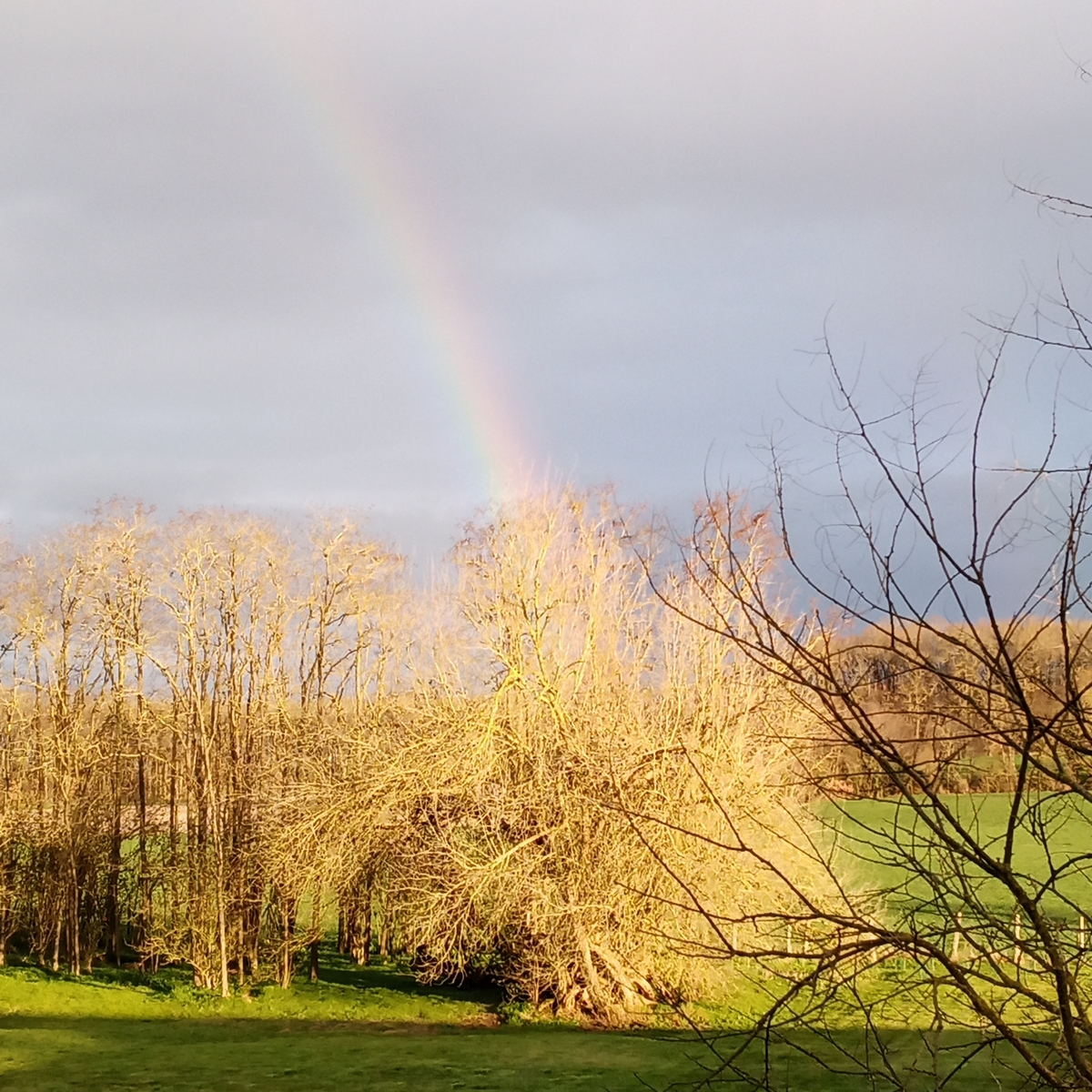 Au repos des elfes - Le grand Chevreuil au nez vert, Braye-sous-Faye - photo 28