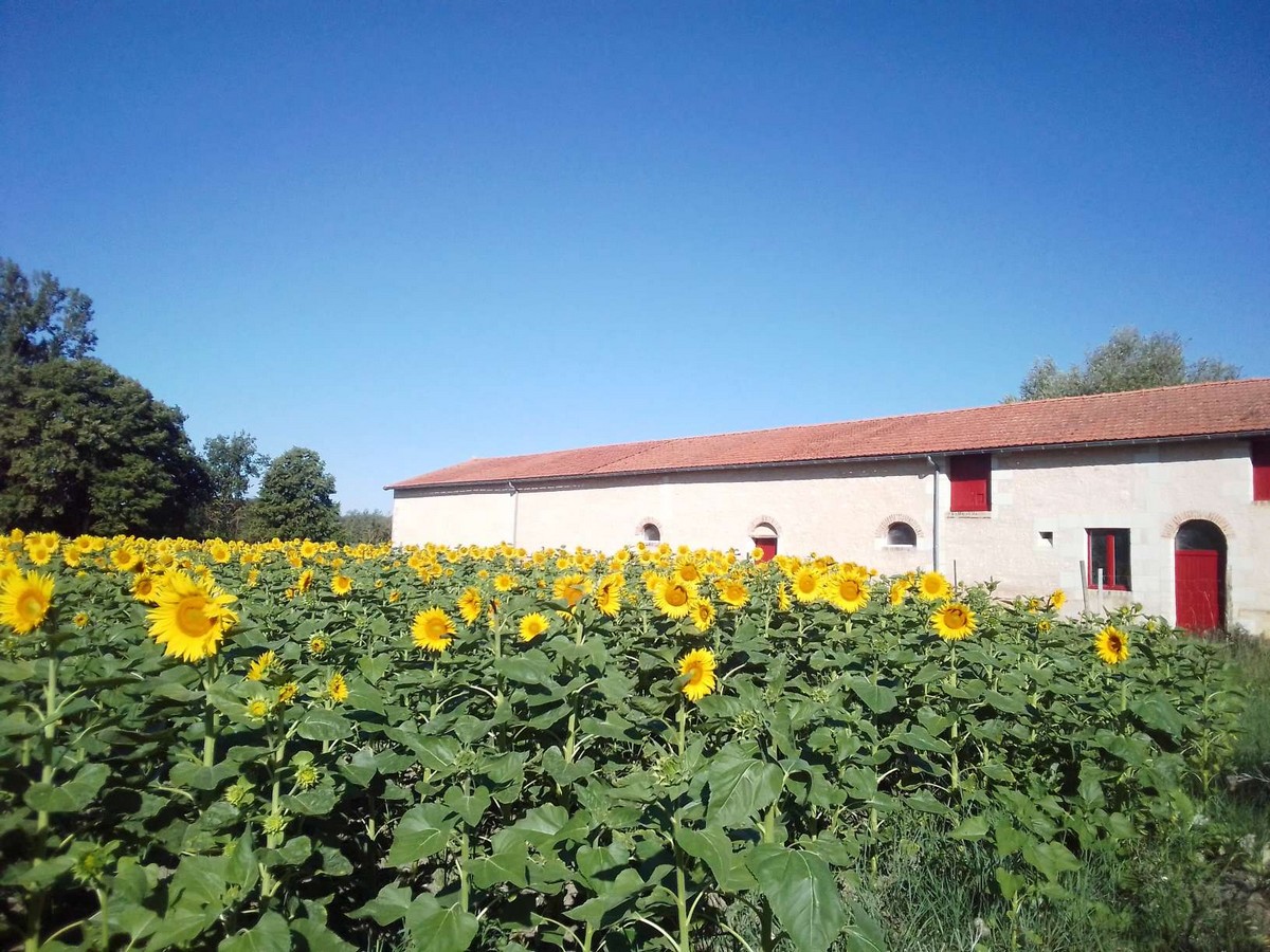 Au repos des elfes - Les licornes n'y voient que du bleu, Braye-sous-Faye - photo 19
