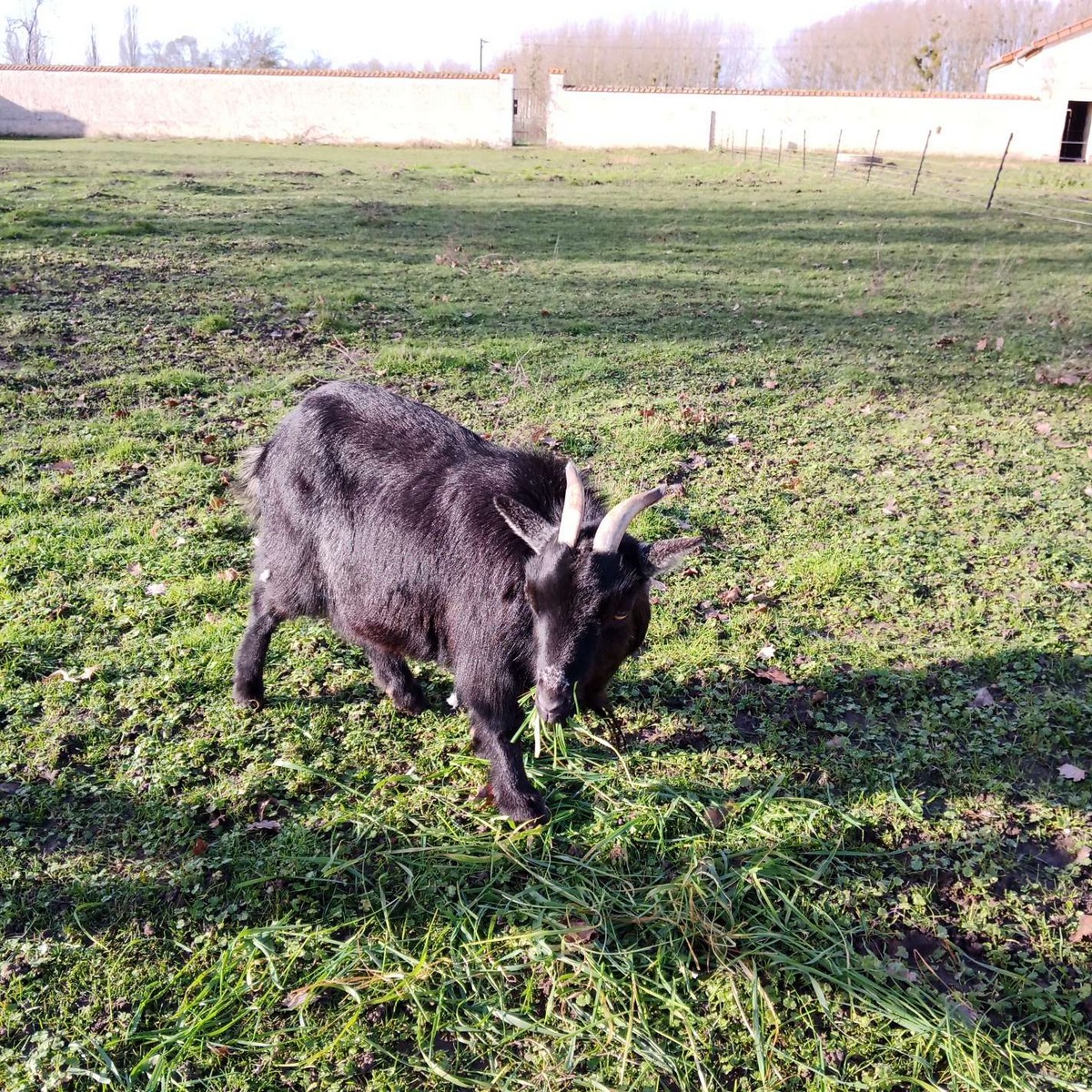 Au repos des elfes - Les licornes n'y voient que du bleu, Braye-sous-Faye - photo 22