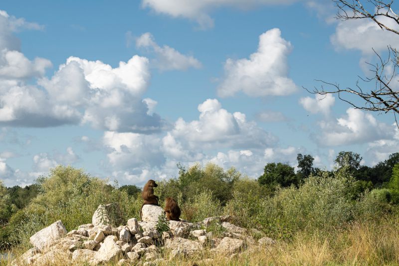 Réserve zoologique de la Haute-Touche, Azay-le-Ferron - photo 2
