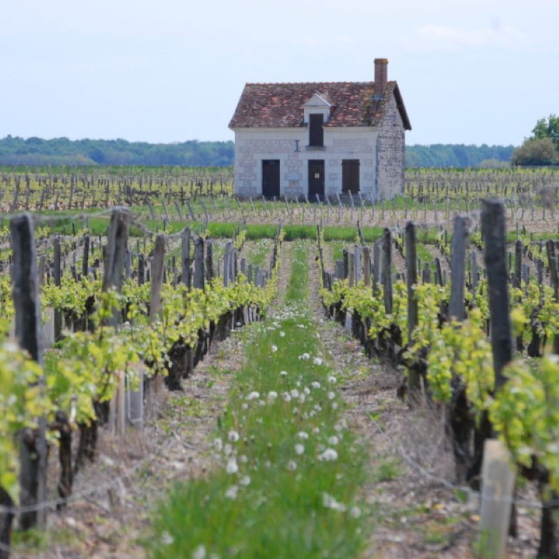 Balade dans les vignes null France null null null null