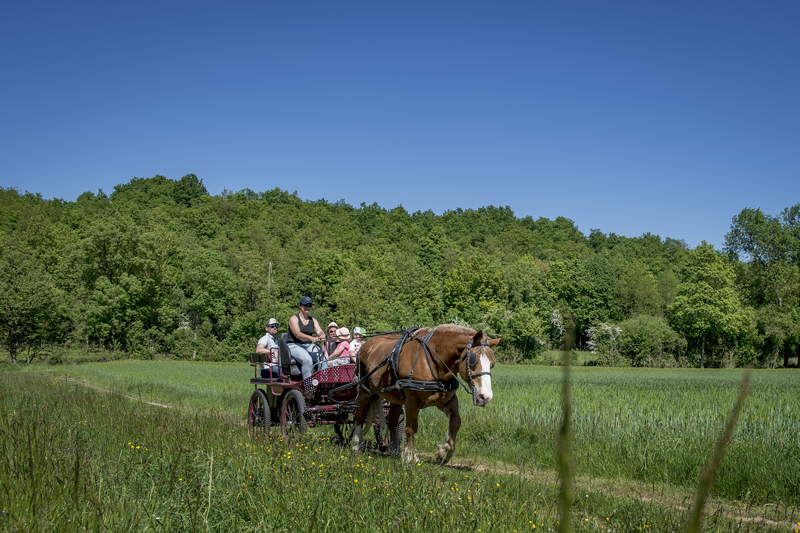 Entre bocage et roussard... en attelage