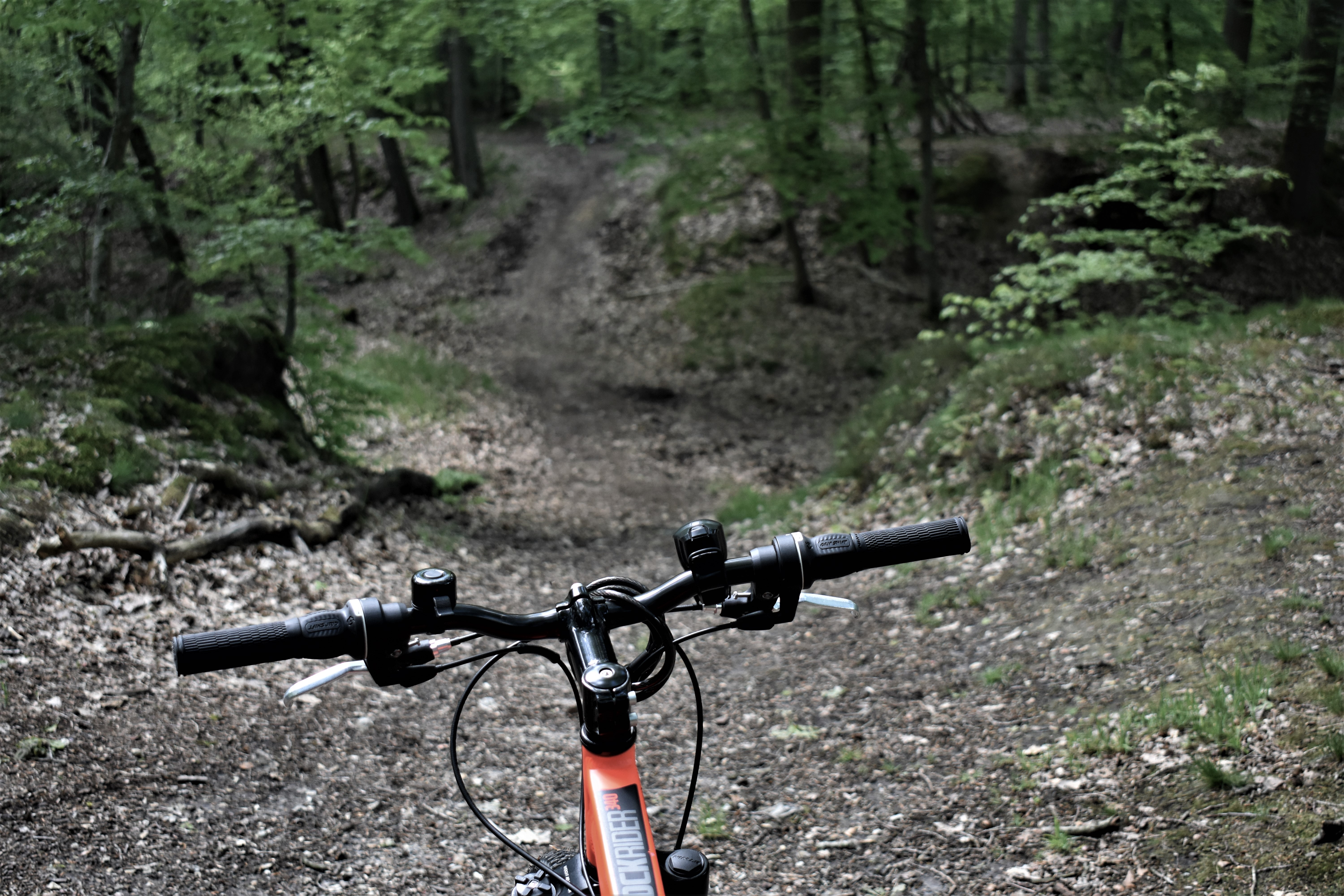 Forêt domaniale de Châteauneuf-en-Thymerais, Châteauneuf-en-Thymerais - photo 5
