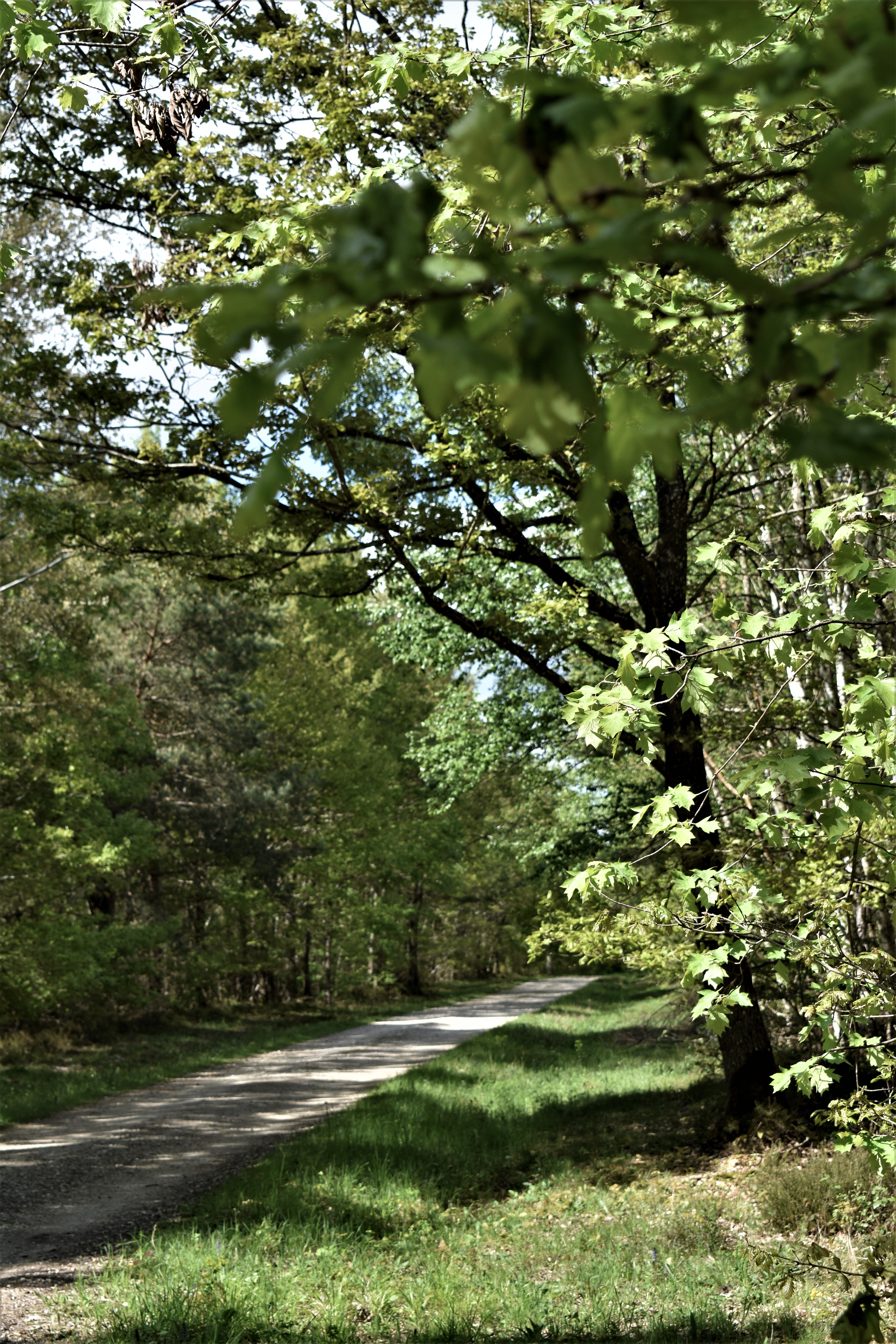 Forêt domaniale de Châteauneuf-en-Thymerais, Châteauneuf-en-Thymerais - photo 4