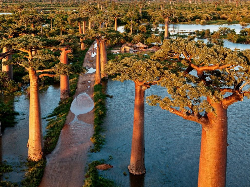 Baobabs - Photos de Pascal Maitre, Rosnay - photo 2