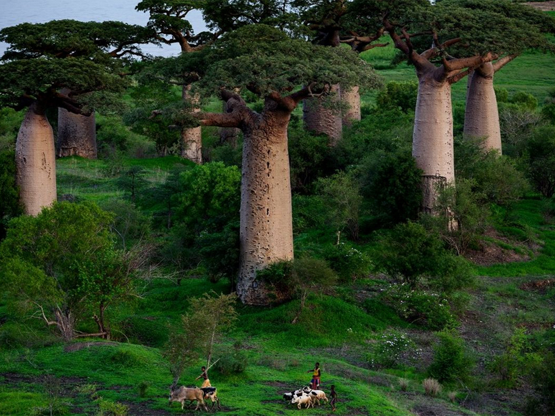 Baobabs - Photos de Pascal Maitre, Rosnay - photo 3