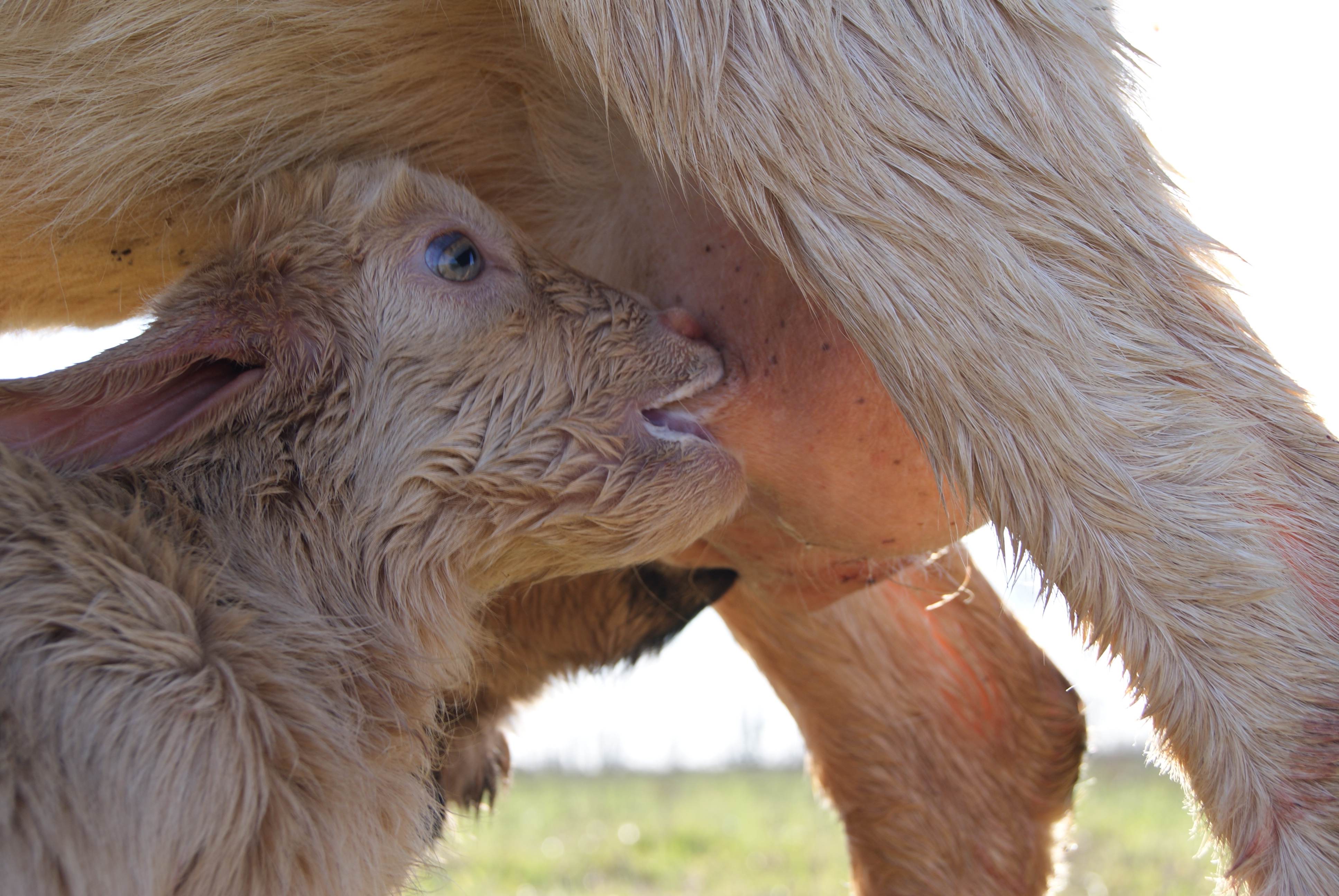 Atelier découverte : La magie des naissances des chevreaux