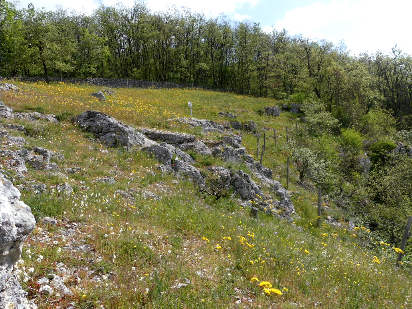 Réserve Naturelle Régionale du Bois des Roches, Pouligny-Saint-Pierre - photo 4