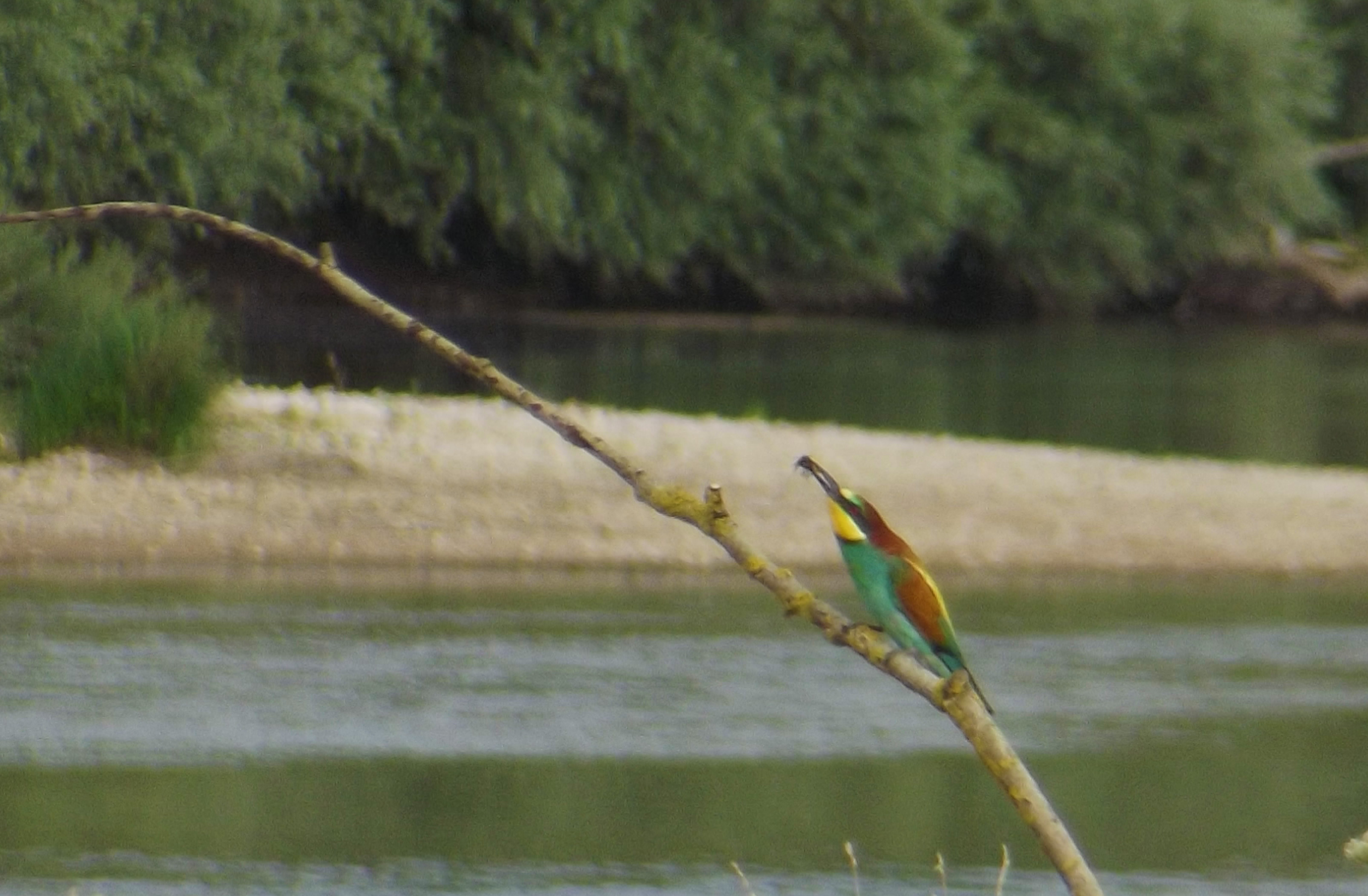 Les grèves et les îles de Maimbray