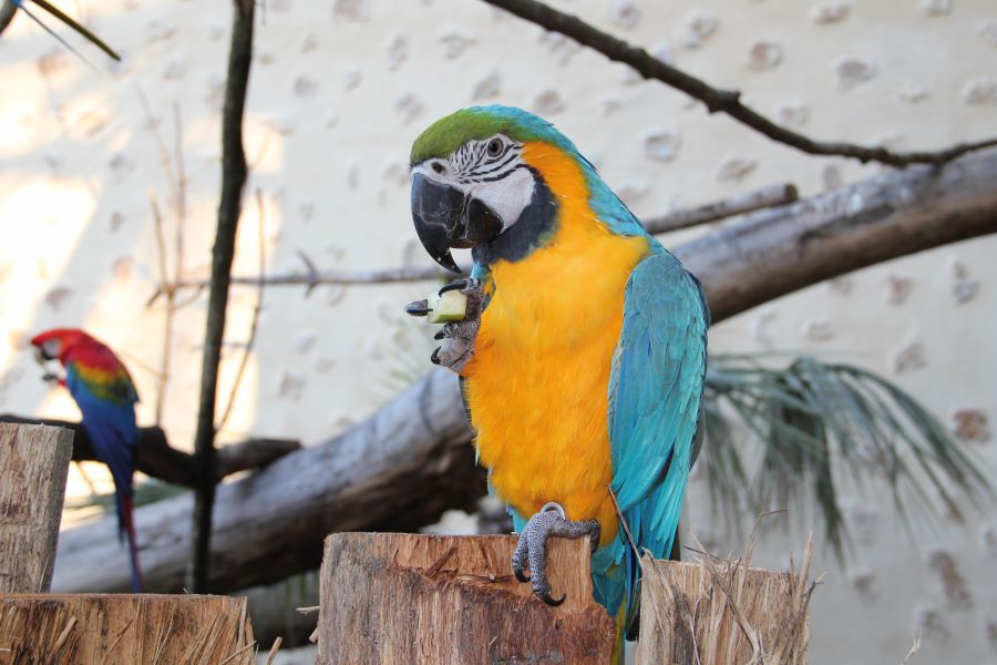 La Tanière - Zoo refuge, Nogent-le-Phaye - photo 11