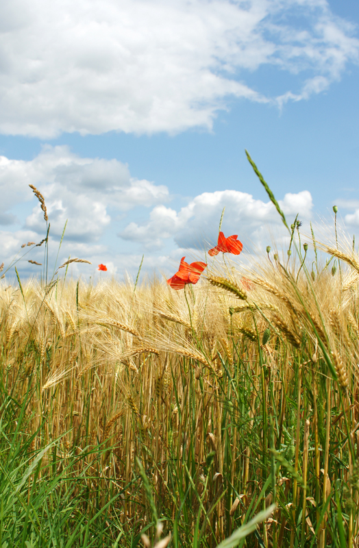 La Beauce au Naturel