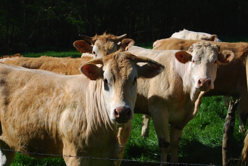 GAEC Les Mauvinières