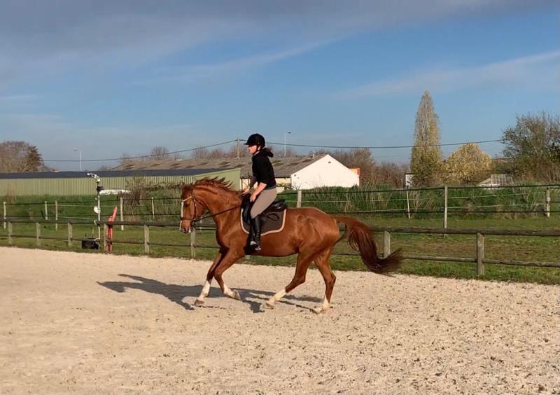 Les écuries BlueMoon