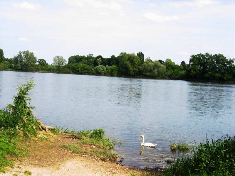 Le balcon de Loire, La Chapelle-Saint-Mesmin - photo 4
