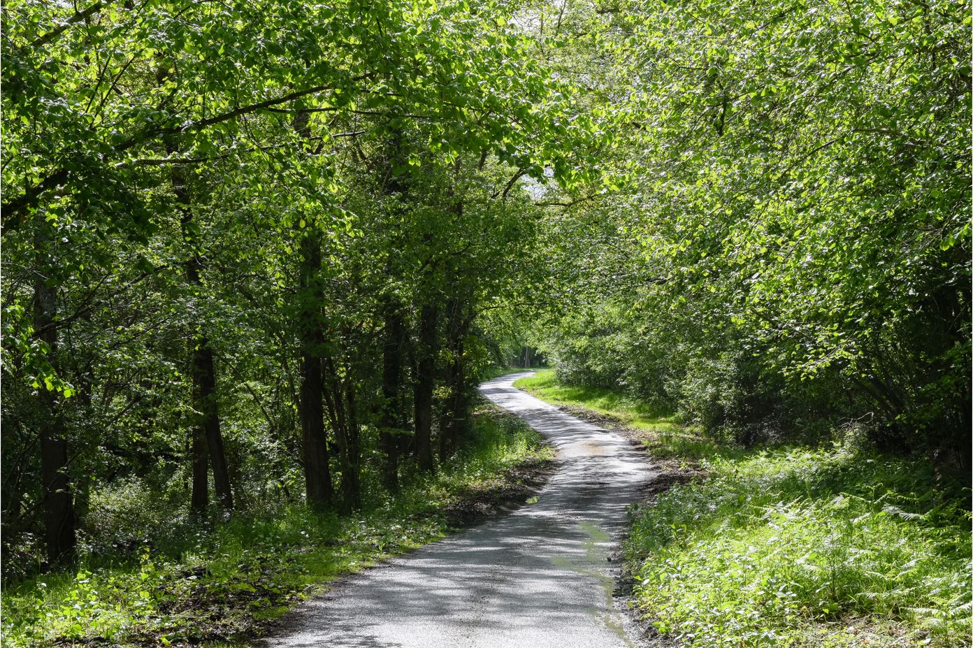Boucle 01 - Les Grands Cerfs, La Ferté-Saint-Aubin - photo 3