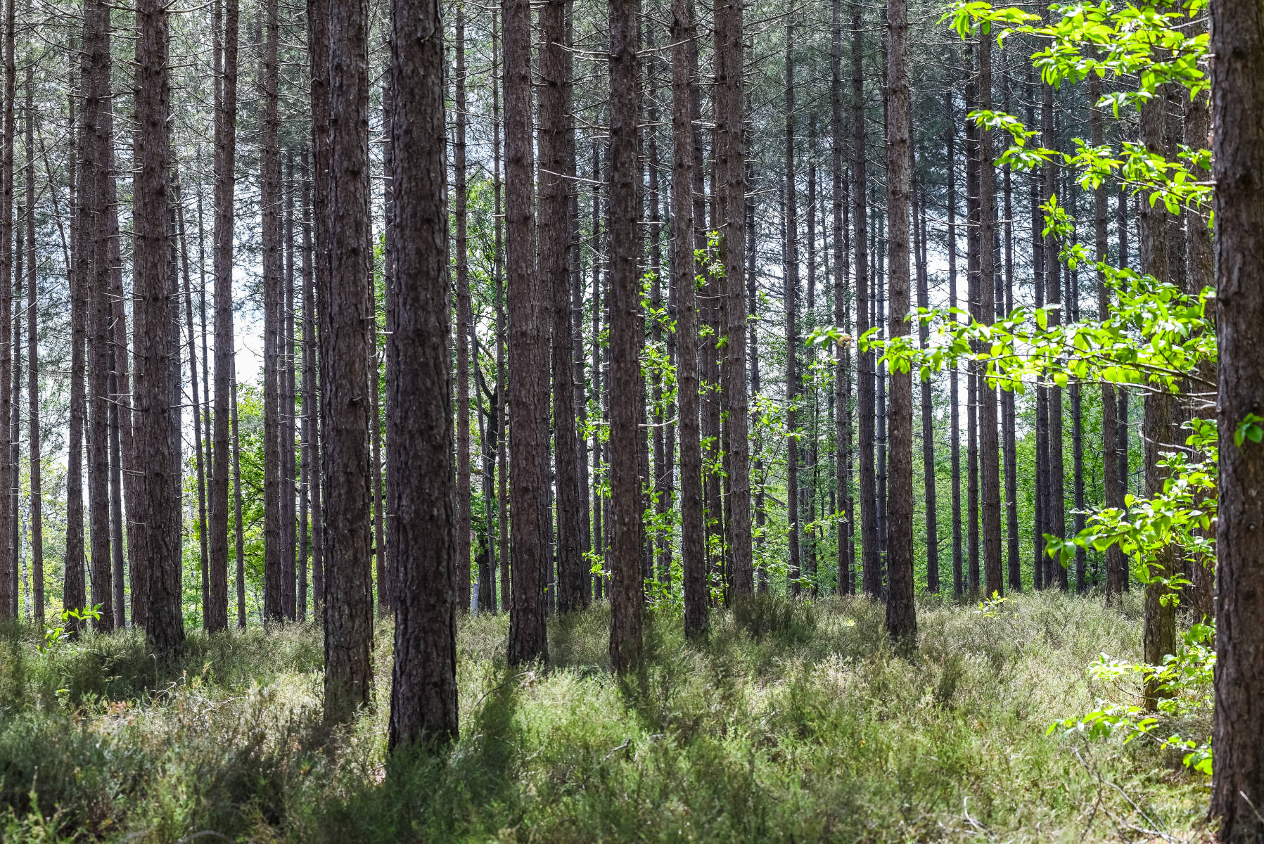 Boucle 08 - Bois des Chaises, Ligny-le-Ribault