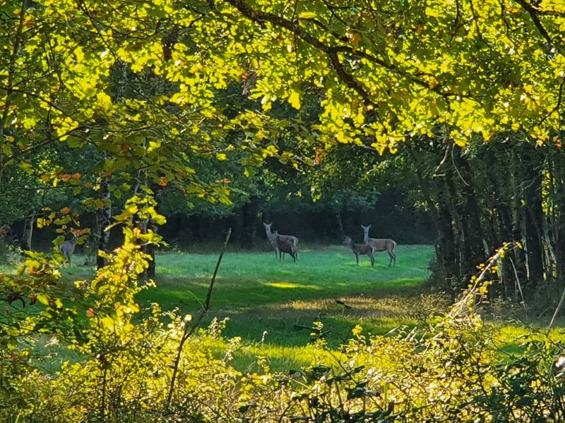 À l'affût des cerfs (2/2)