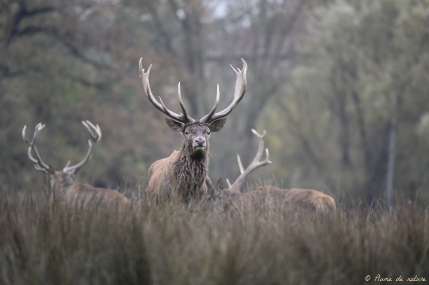 Brame du cerf en Sologne