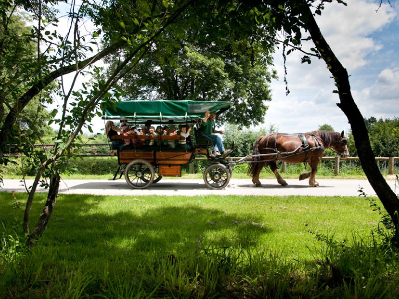 Balade en calèche