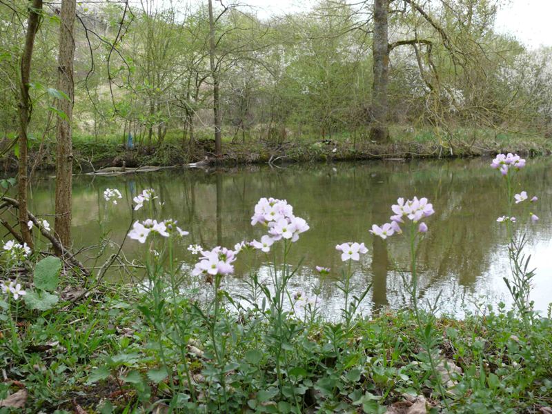 Le marais de la Presle