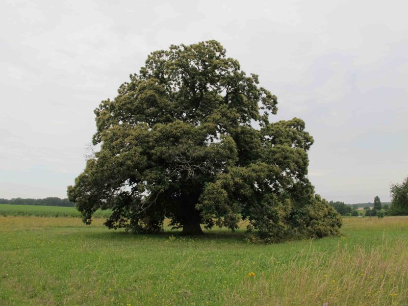 Les jardins de Chambon  France Centre-Val de Loire Indre Martizay 36220