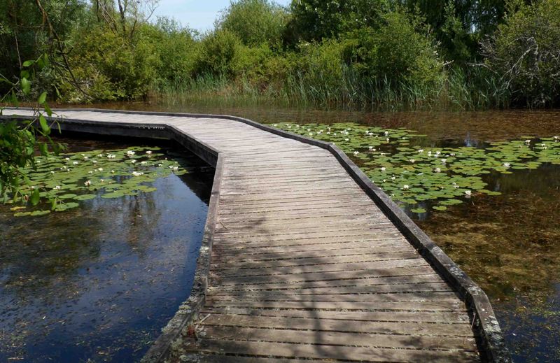 Réserve Naturelle Nationale de Chérine, Saint-Michel-en-Brenne - photo 6