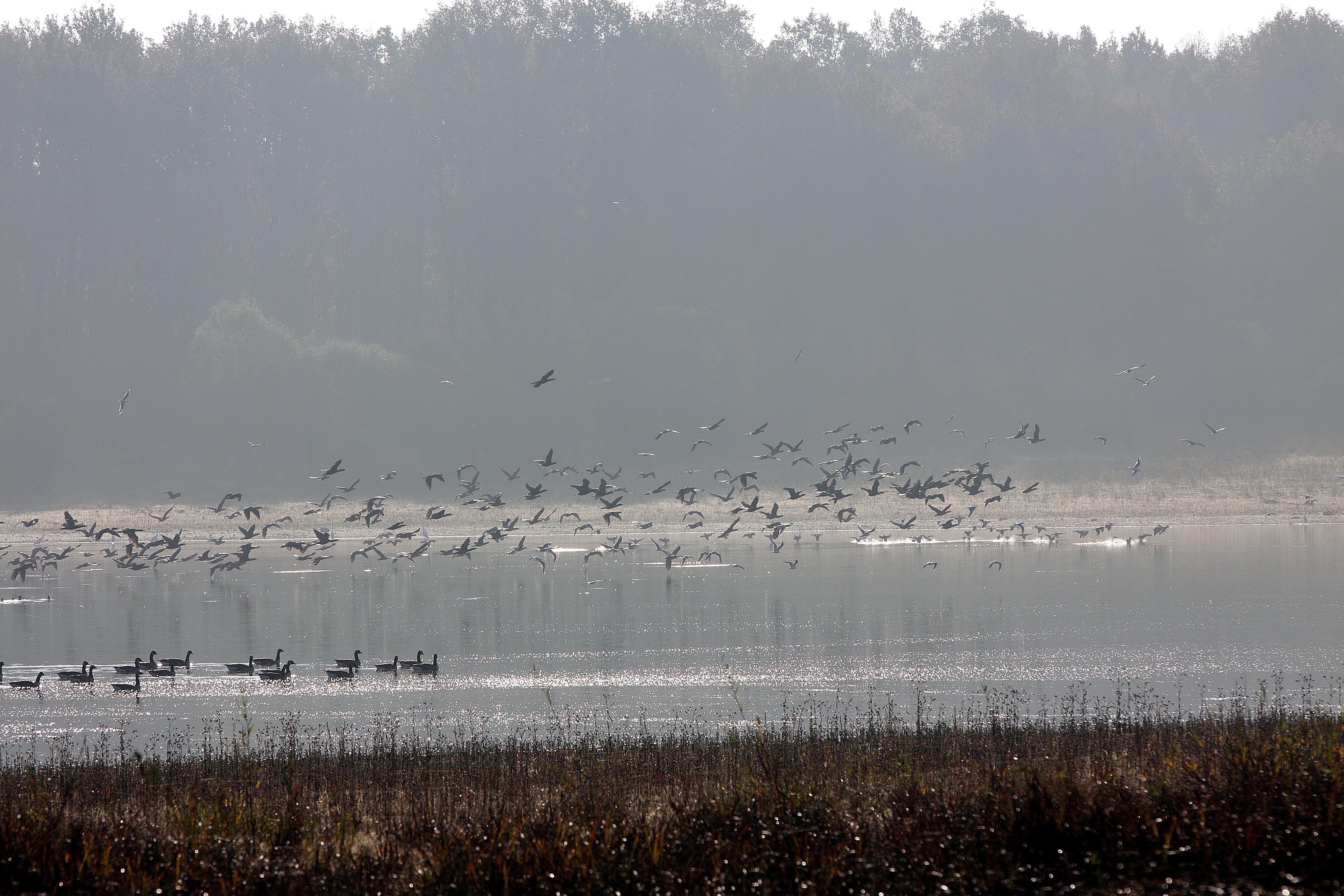 Etang de la Tuilerie, Champoulet