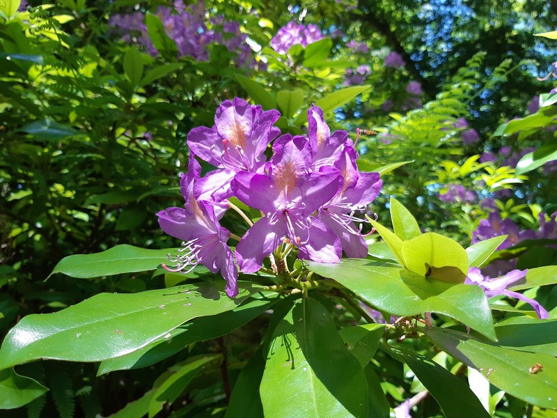Promenade des Deux Ponts A29, Châteauneuf-sur-Loire - photo 4