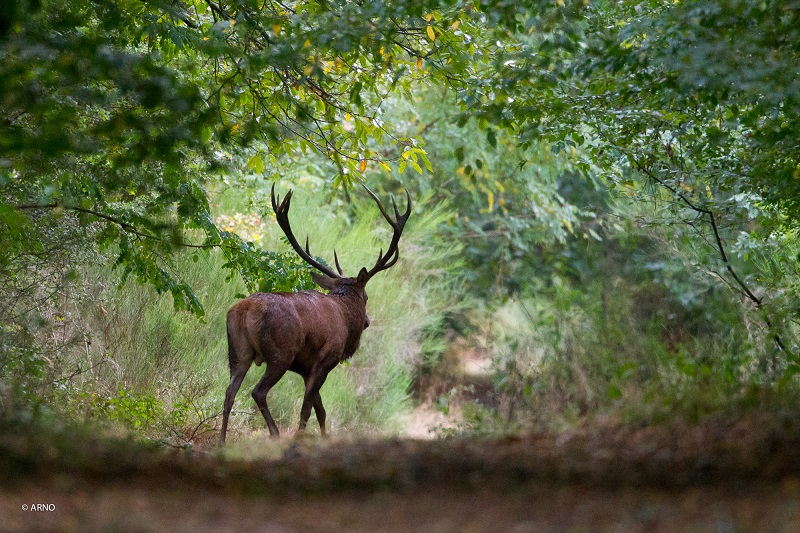 Instants Nature - Au "choeur" du brame — visuel événement
