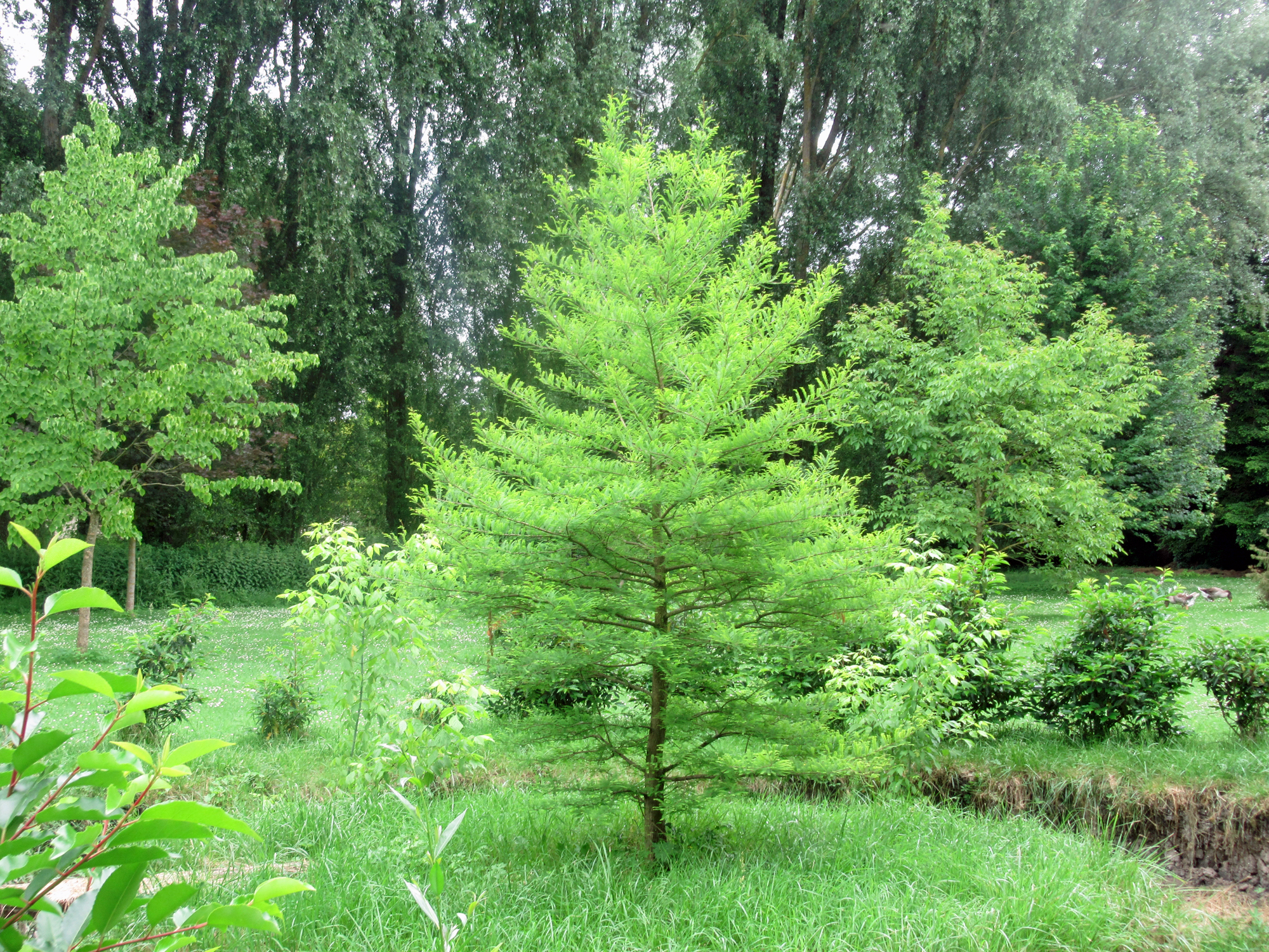 Arboretum de la Brune, Mehun-sur-Yèvre - photo 3