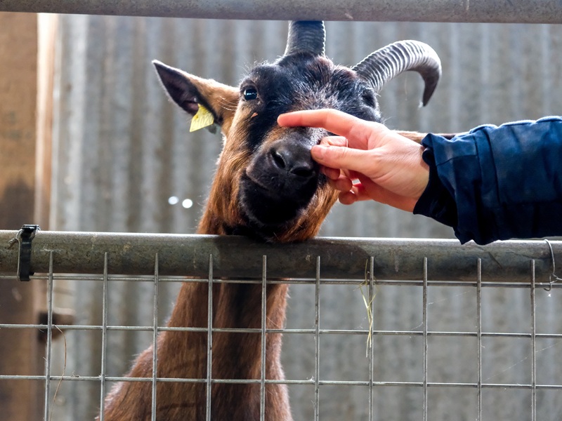 Atelier découverte : La magie des naissances des chevreaux, Sepmes