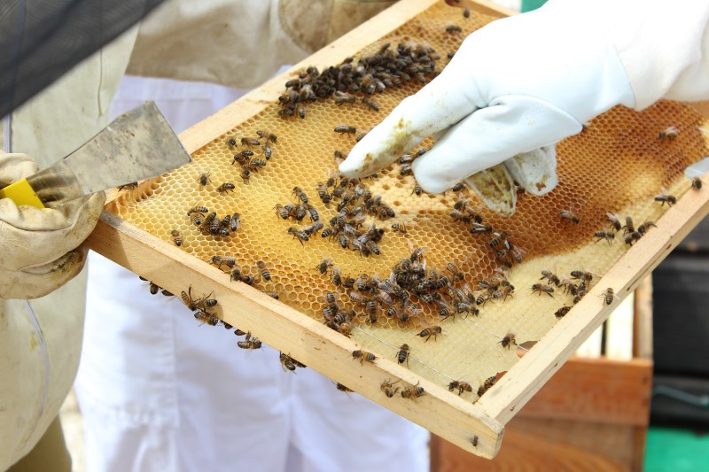 Maison des Abeilles, Ingrandes - photo 7